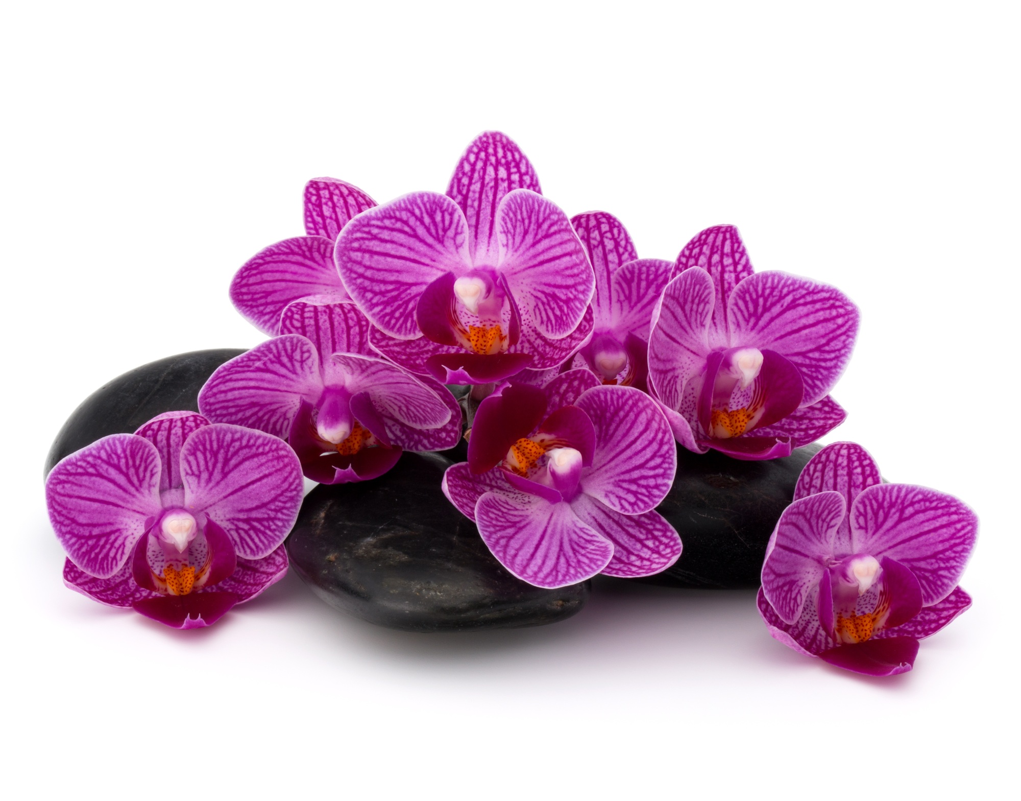Zen pebbles and orchid flower. Stone spa and healthcare concept.